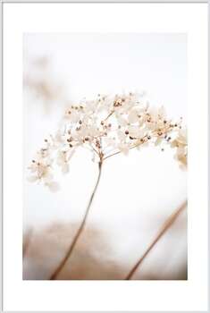 Plakat Soft dried flower_brown