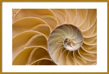 Plakat Seashell - Chambered Nautilus Shell Detail.