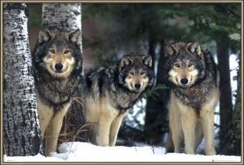 Oprawiony plakat Wolves