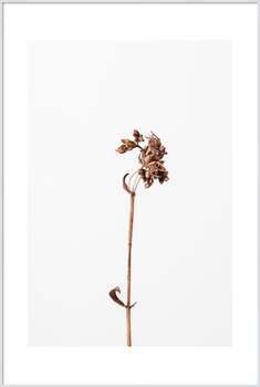 Plakat Dried brown plant 2