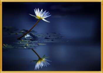 Plakat Reflection